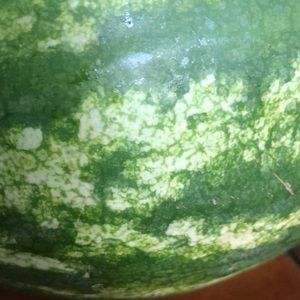 Meet your Posher, Daisy